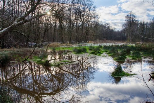 wega-natuurkampeerterrein-weert-camping-kempenbroek-moeras-kamperen-vakantie-met-kinderen-kindvriendelijk-mooi-terrein-ruime-plaatsen