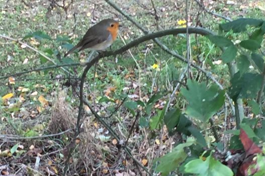 wega-natuurkampeerterrein-weert-camping-kempenbroek-natuur-roodborst-vogels-wandelen-fietsen-groen-