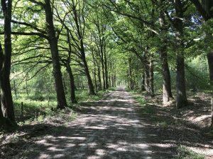 Weerterbos zandpad